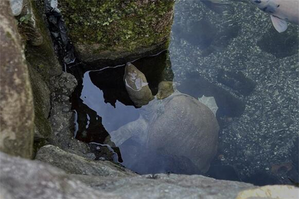 夢到殺王八是啥意思_周公解夢