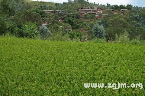 夢見麻豆麥