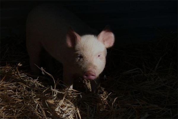 夢見豬手有什麼含義_周公解夢