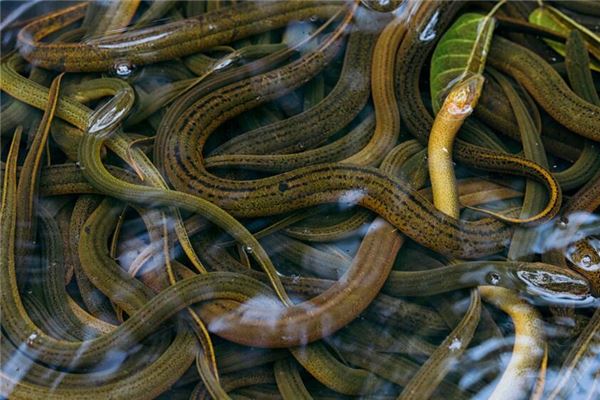 夢到很多黃鱔_周公解夢