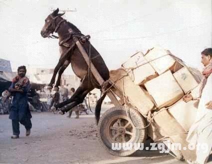 夢見毛驢拉車