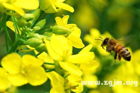 夢見油菜花