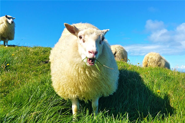 1979年屬羊的幾月生最好_十二生肖