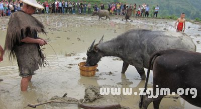 犒勞耕牛