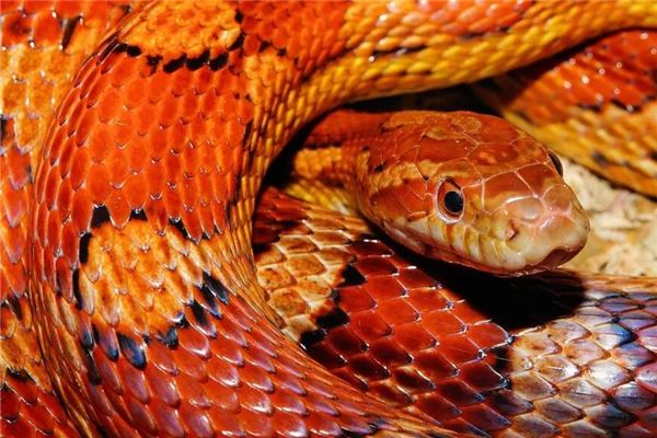 夢到蛇被火燒但沒死_周公解夢