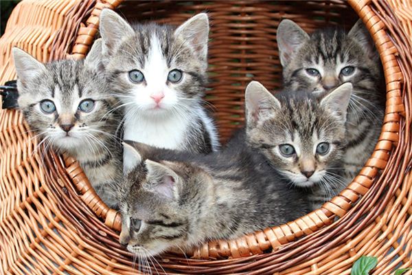 夢到貓咪生小貓_周公解夢