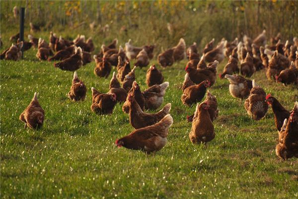 夢見自己養雞_周公解夢