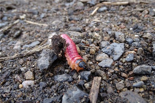 夢見自己身上有蛆在爬_周公解夢