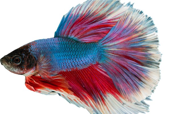 夢到孔雀魚是什麼意思？_周公解夢