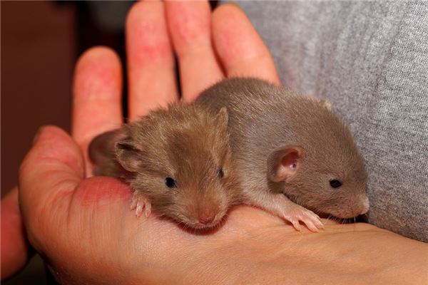 屬鼠幾月出生的好_十二生肖