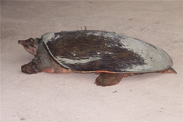 夢見甲魚_周公解夢