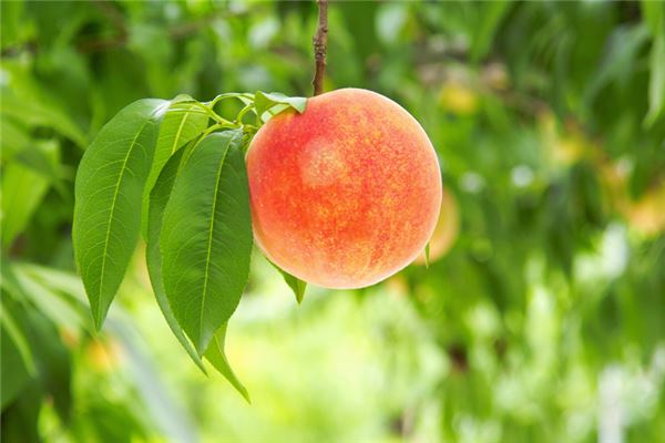 夢見一樹桃子_周公解夢