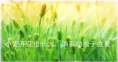 立夏時節的民間農諺