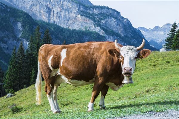 2009屬牛學業運勢_十二生肖