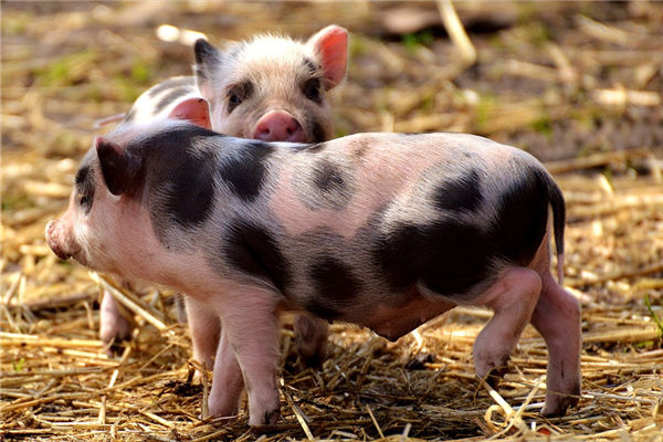 95年生肖豬一生財運好壞_十二生肖