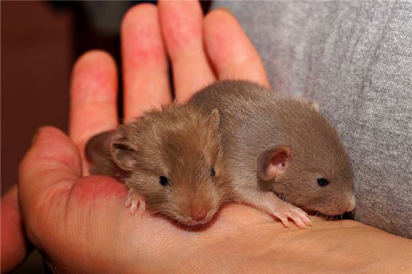 夢到很多老鼠_周公解夢