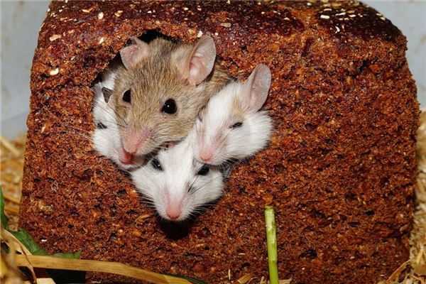 屬鼠的人2020年愛情運勢_十二生肖