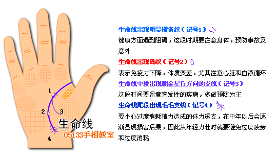 生命線圖解 生命線分叉(2)