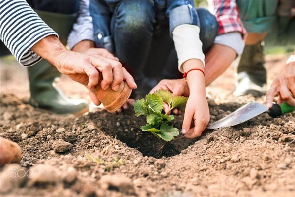 夢見移栽樹苗_周公解夢