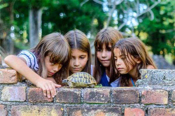 夢見被烏龜咬_周公解夢