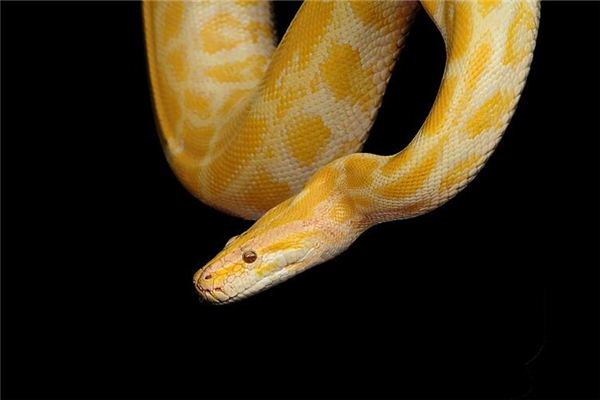 夢見蟒蛇代表著什麼_周公解夢