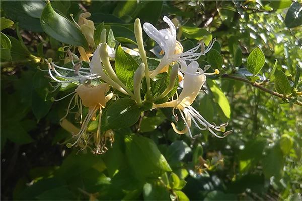 夢到摘金銀花什麼預兆_周公解夢