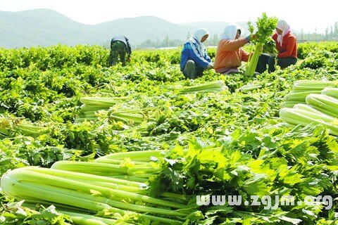 夢見歐芹 西芹