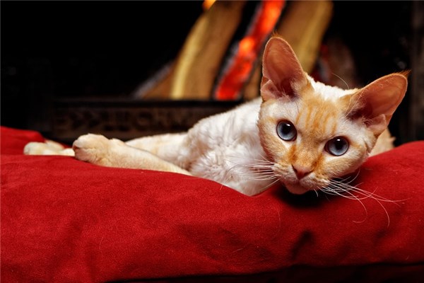 夢見惡貓是啥意思_周公解夢