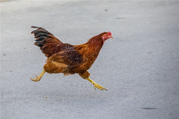 夢到雞追人代表什麼_周公解夢