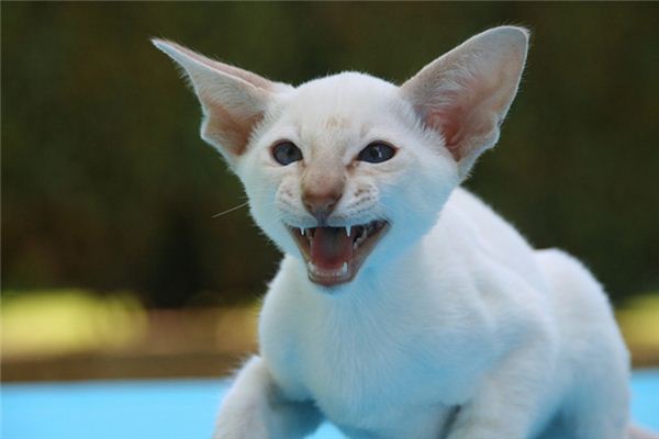 夢見被貓咬手不放_周公解夢