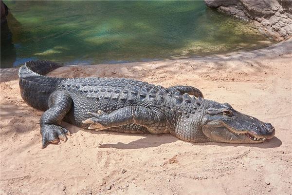夢見大鱷魚_周公解夢
