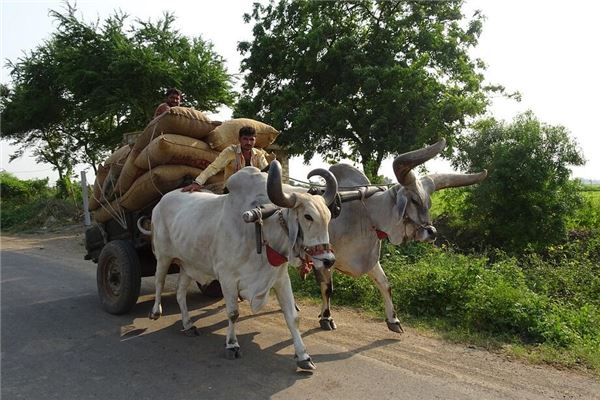夢見牛拉車是什麼預兆_周公解夢