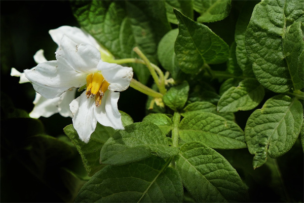 夢到土豆花有什麼預兆_周公解夢