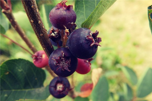 夢見藍莓樹預示什麼_周公解夢