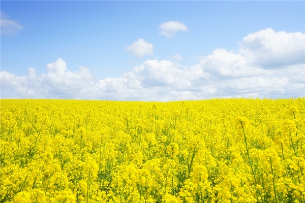 夢到油菜仔代表著什麼?_周公解夢