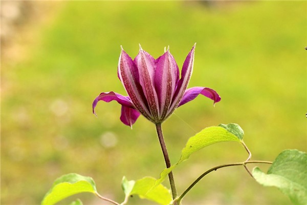 夢到了馬蓮怎麼說_周公解夢