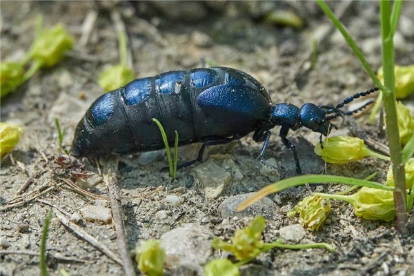 夢見蟻后什麼預兆_周公解夢