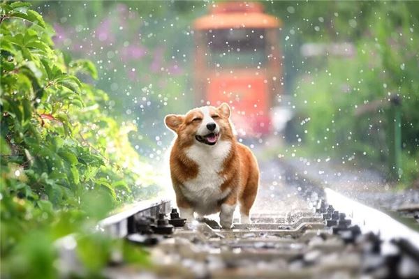 屬狗的女人性格和脾氣_十二生肖