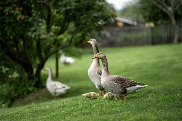 夢見吃鵝肉什麼意思_周公解夢