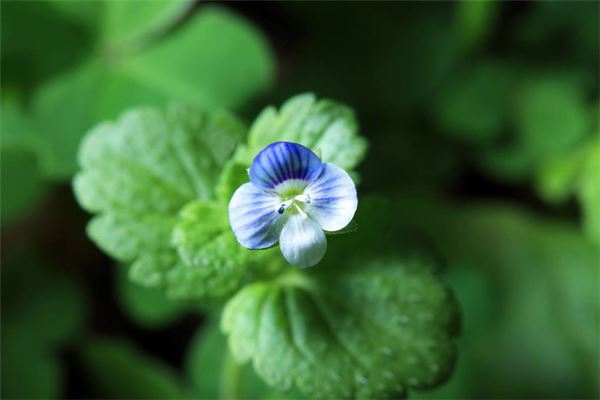 夢見偷花是什麼意思_周公解夢