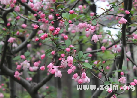 夢見果樹開花