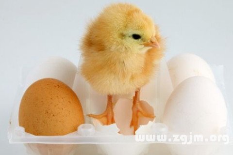 夢見雞蛋孵出小雞
