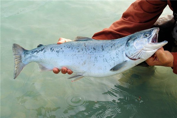 夢見別人釣大魚是什麼啟示_周公解夢