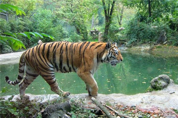 59歲屬什麼生肖2021年_十二生肖