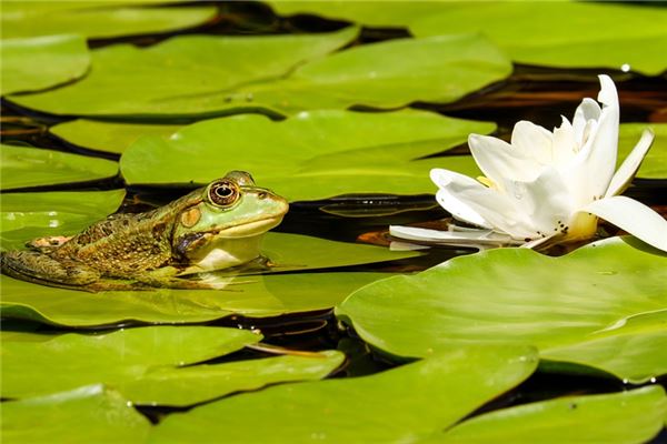 女人夢見綠色青蛙_周公解夢