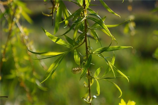 夢見柳樹枝_周公解夢