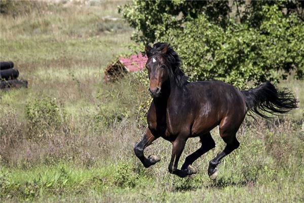 2002年是什麼生肖_十二生肖