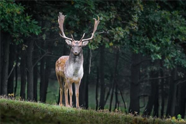 夢見親手殘忍的殺動物_周公解夢