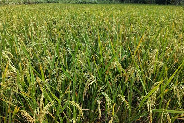 夢到了買穀子是啥預兆_周公解夢