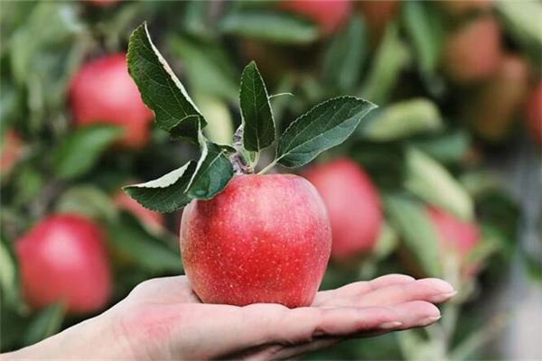 女人夢見買蘋果_周公解夢